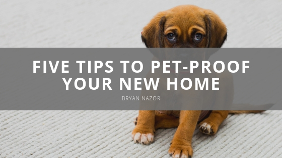 Bryan Nazor Five Tips to Pet Proof Your New Home