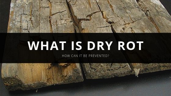 Pavel Rombakh What is Dry Rot