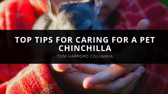 Tom Harford Columbia Top Tips For Caring for a Pet Chinchilla