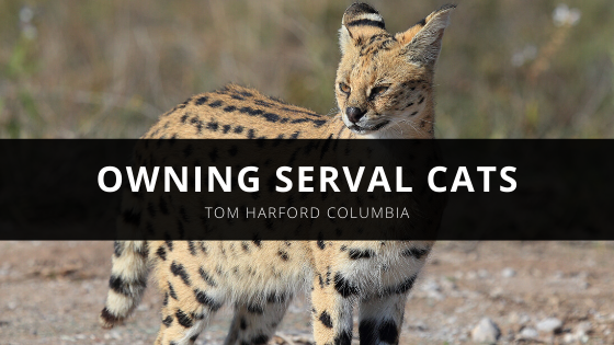 Exotic Pet Expert Thomas Harford Columbia Shares His Advice About Owning Serval Cats