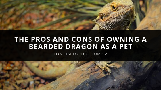 The Pros and Cons of Owning a Bearded Dragon as a Pet With Commentary from Animal Expert Tom Harford Columbia