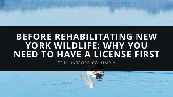Before Rehabilitating New York Wildlife Expert Tom Harford Explains Why You Need To Have A License First