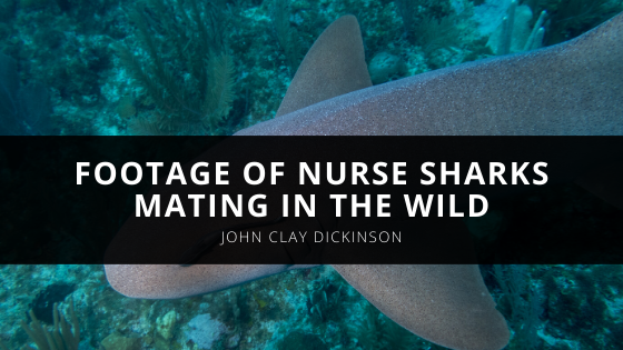 Local Divers Rachel McGinnis and John Clay Dickinson Capture Footage of Nurse Sharks Mating in the Wild