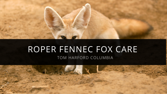 Tom Harford Columbia Teaches Proper Fennec Fox Care