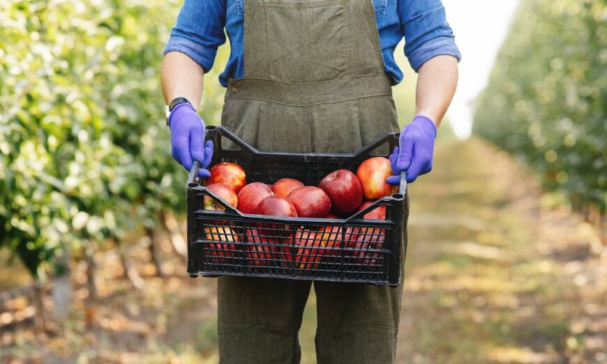 harvesting fruit
